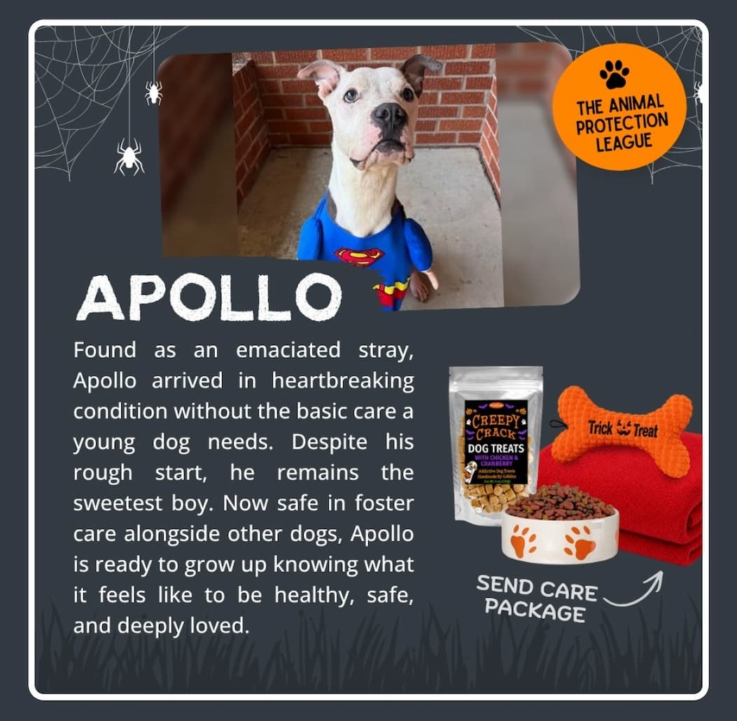 Help a Scared Shelter Dog Feel Safe This Halloween. Turn Haunting Kennel Waits into Halloween Joy.