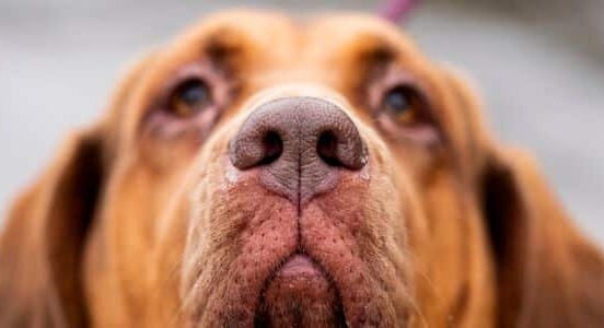 Cop Left a Police Dog in a Sweltering Car to Die