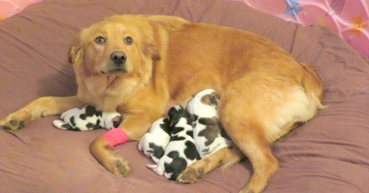 Workers Find Dumped Golden Retriever, As She Gives Birth To ‘Cow Babies’