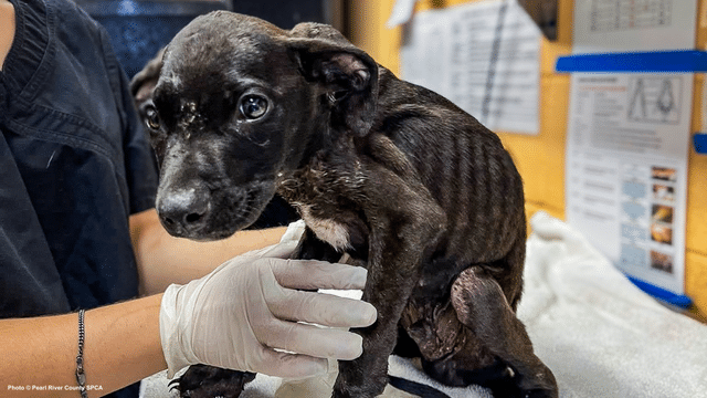 Holiday Pet Food Drive: Feeds Dogs Without a Home for the Holidays