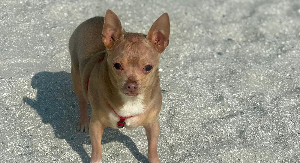 I Gave CBD Oil To My 12 Year Old Arthritic Dog Who Lost His Mobility. Here’s What Happened.