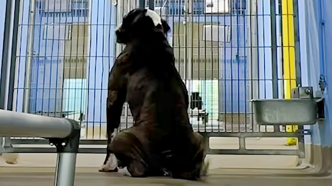 Shelter’s Longest Resident Waited for Love, And Then Everything Changed