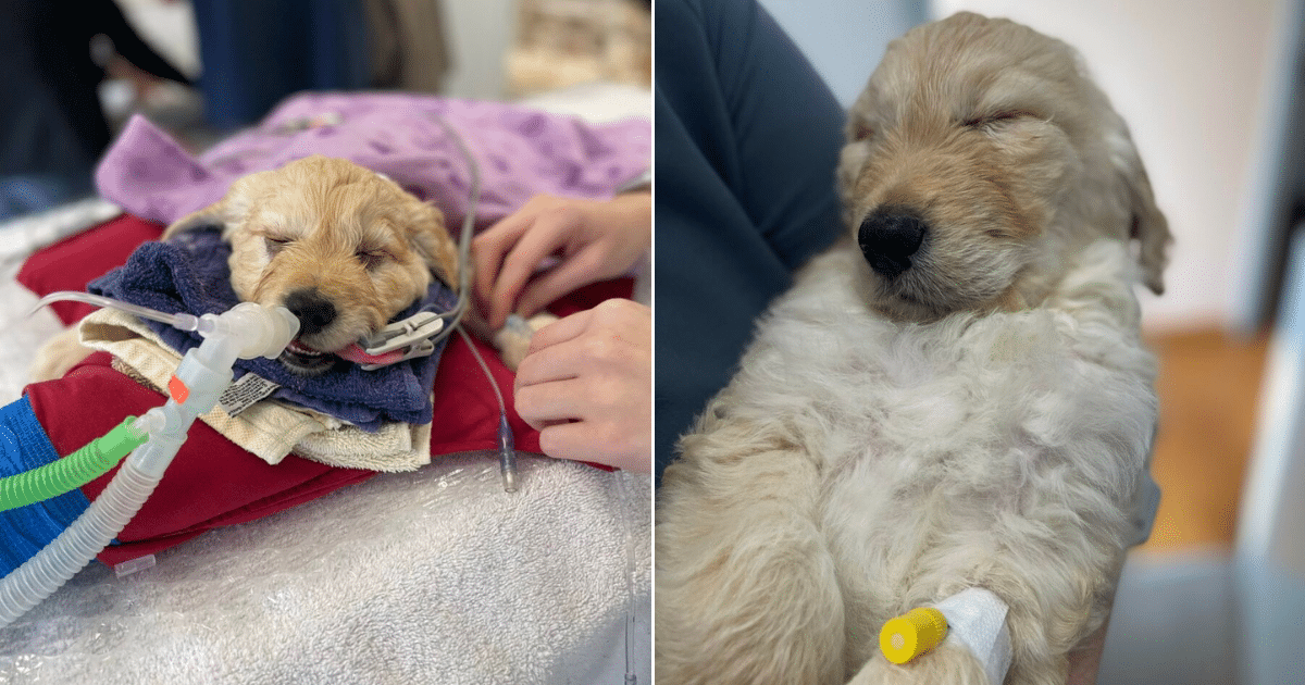 Vet Rescues 7-Week-Old Puppy From Euthanasia, Gives Him a Second Chance at Life