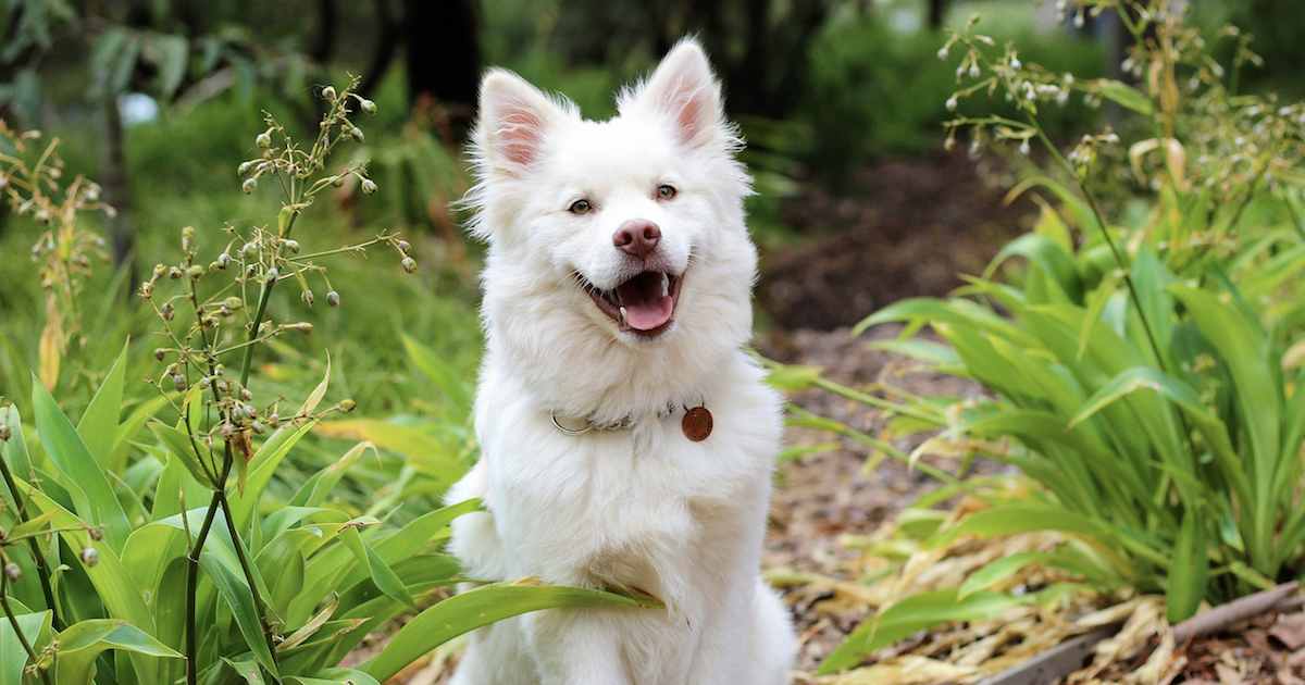 Nom Nom vs Farmer’s Dog Freshly-Made Dog Food Comparison