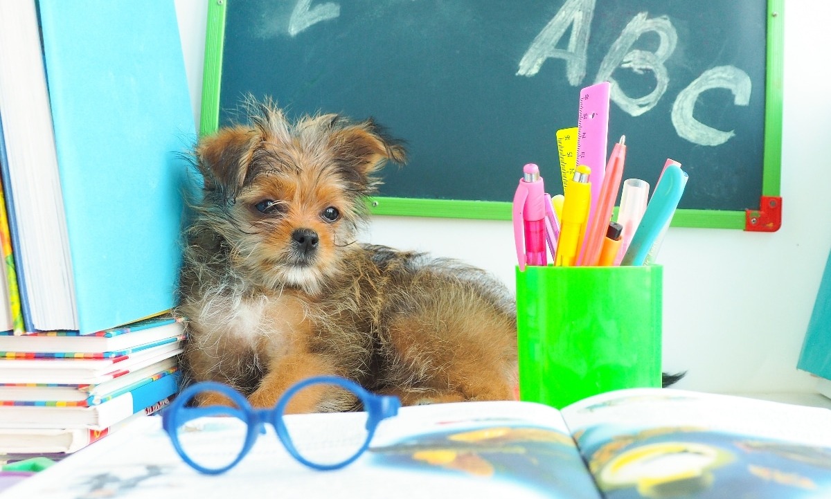 Amazon’s Back-to-School Dog Mom Picks That Deserve an A+