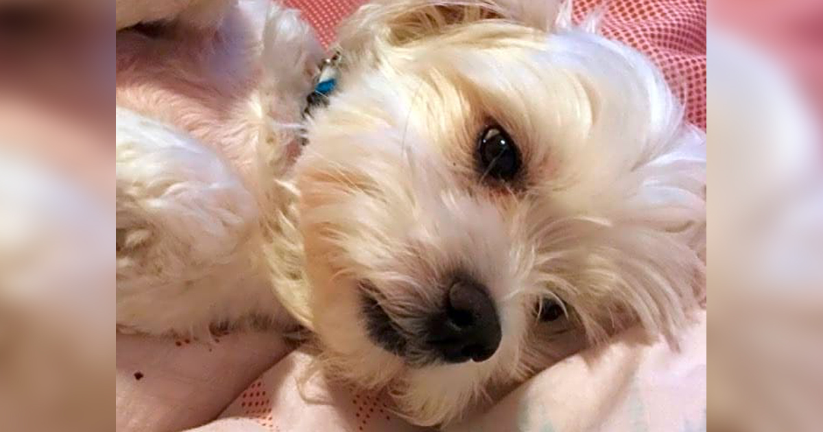 Family's Senior Dog Needs Immediate Surgery