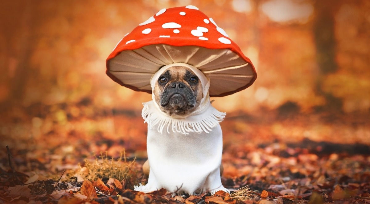 Bewitching Halloween Dog Costumes That Unleash The Season’s Spooky Spirit