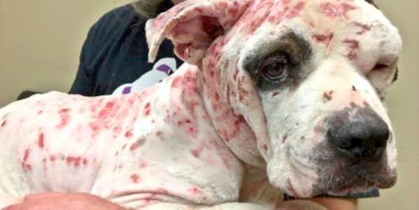Pit Bull Used as Bait in Dogfighting