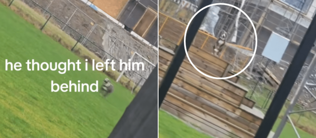 Dog’s Heartbroken Expression After Being Left Out of Christmas Party Strikes a Chord Online