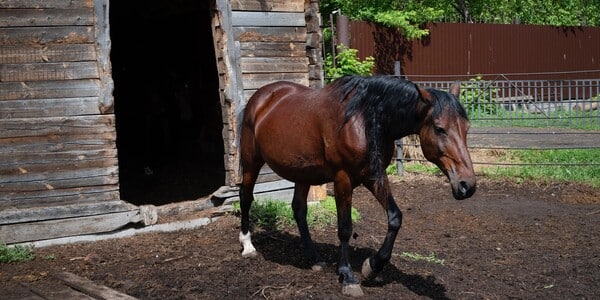 Hero Horse Saved the Lives of 54 Animals Trapped in Abusive Conditions