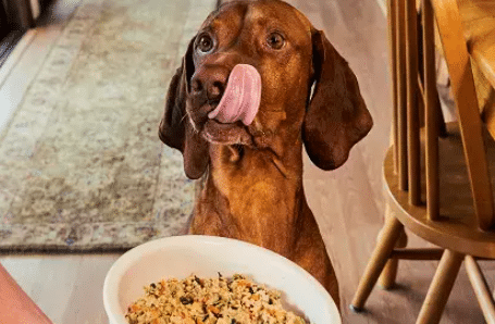 Better Dog Food Starts Here With 50% Off