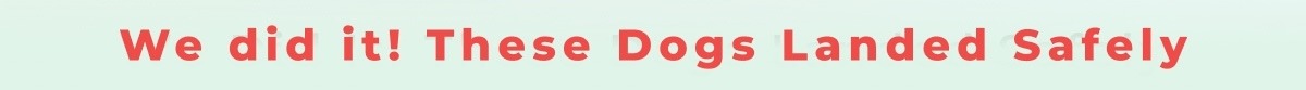 We did it! These Dogs Landed Safely