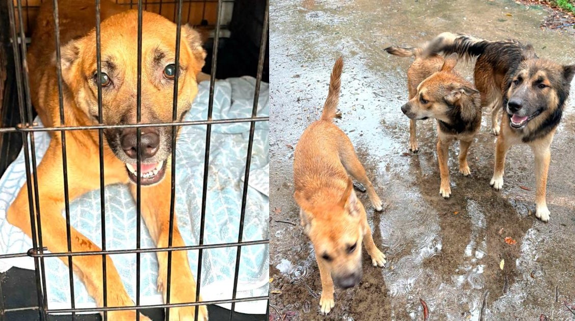 After Their Owner’s Tragic Death, Rescue Steps In for Six Dogs Left Behind