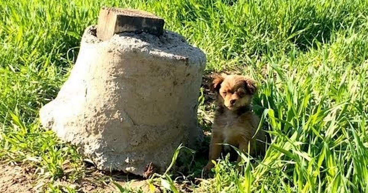Guy Thought He Was Going To Save A Puppy But He Got ‘Ambushed And Attacked’