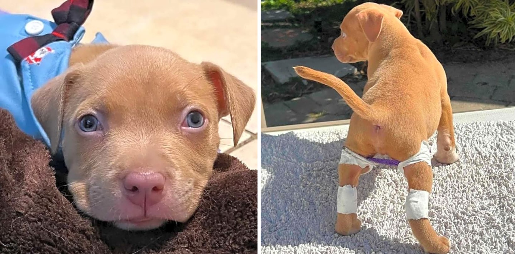 Disabled Puppy Who Could Not Walk Dumped Next To A Canal