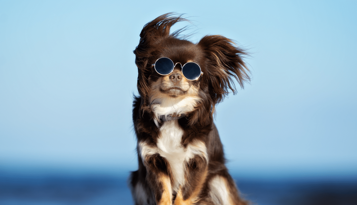 11 Small Dog Breeds Who Run the Show