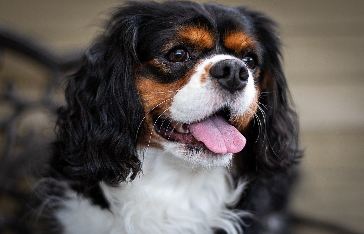 15 Friendly Dog Breeds That Greet Strangers With Joy