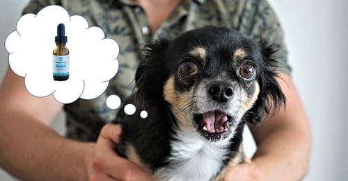 Can CBD Oil Help My Dog Chill Out?!