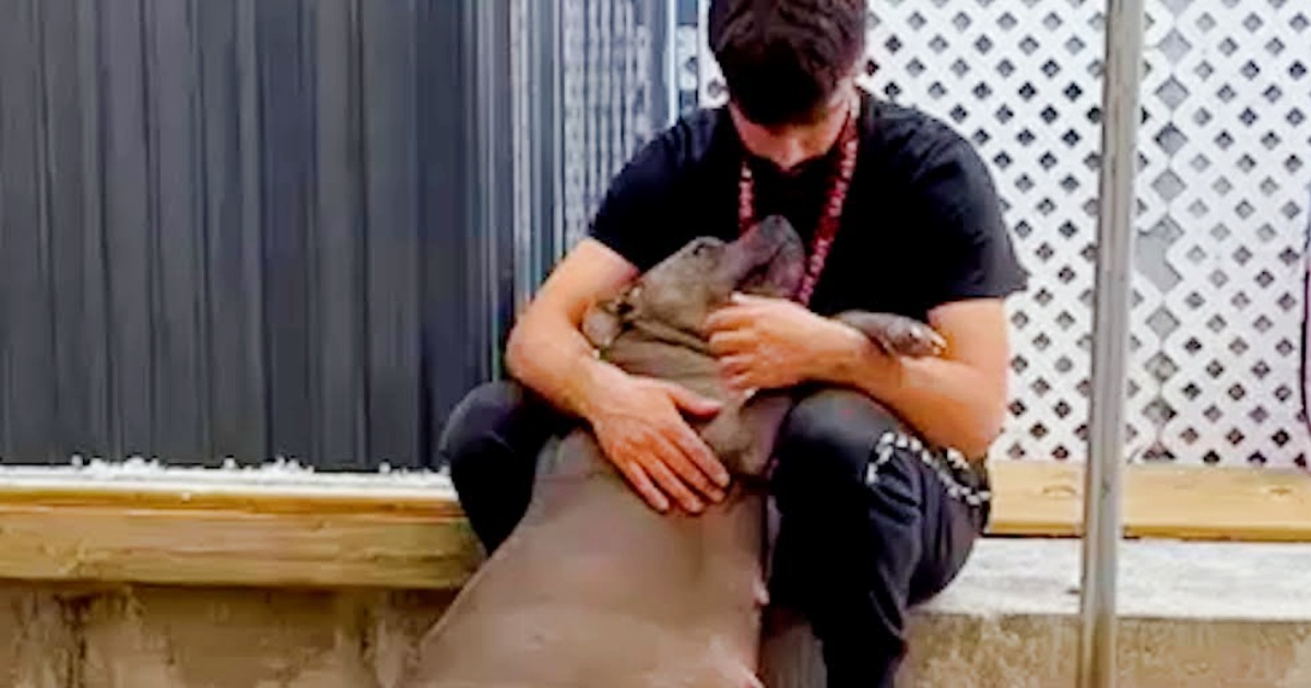 Guy Opens His Home To Pregnant Pittie, Finds Out She Also Has A Sister