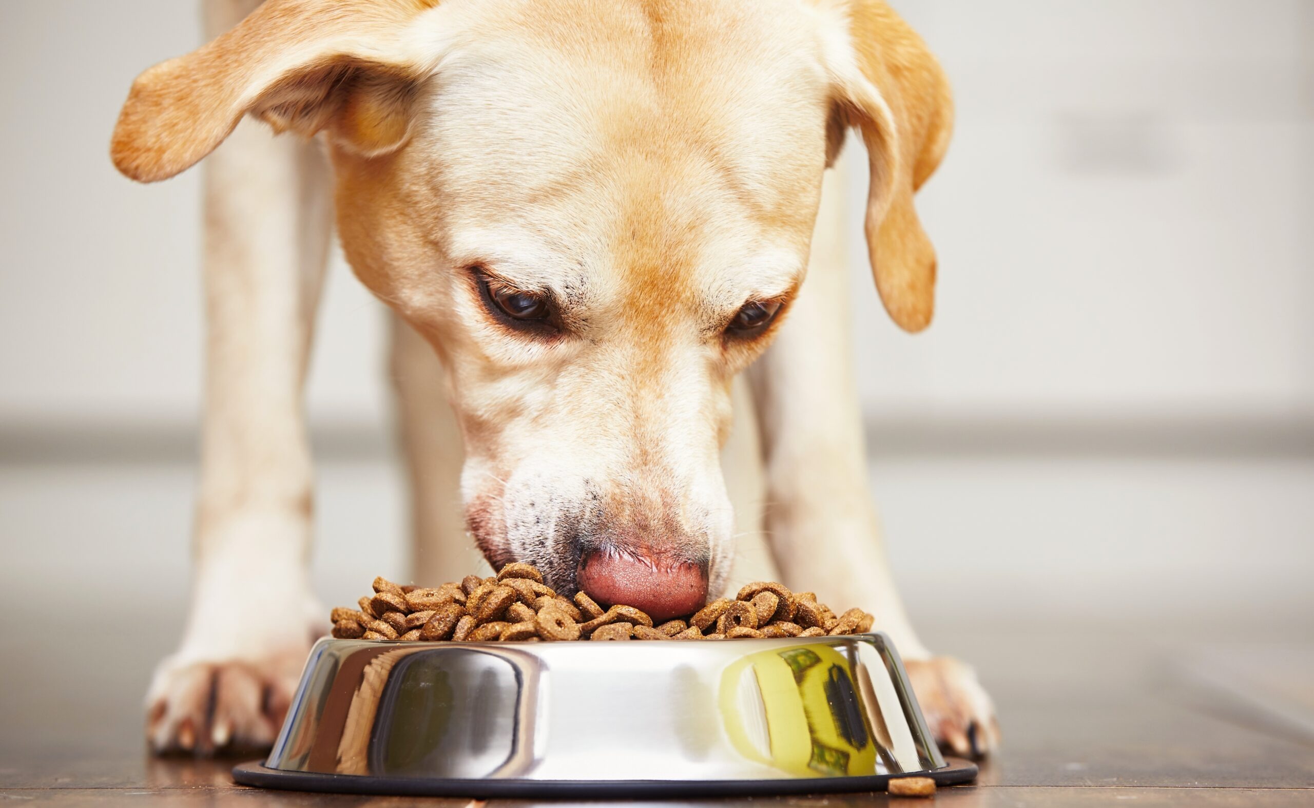 Our Picks Of The Best Dry Dog Foods