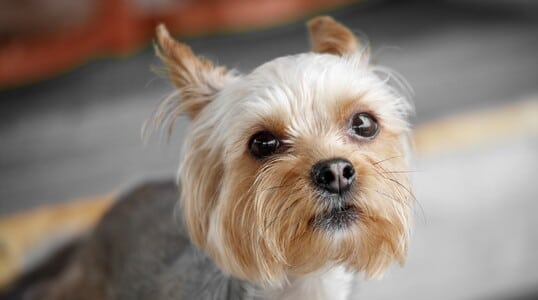 Man Violently Slammed His Dog to the Ground. Horrifyingly, He May Be Able to Get Her Back.