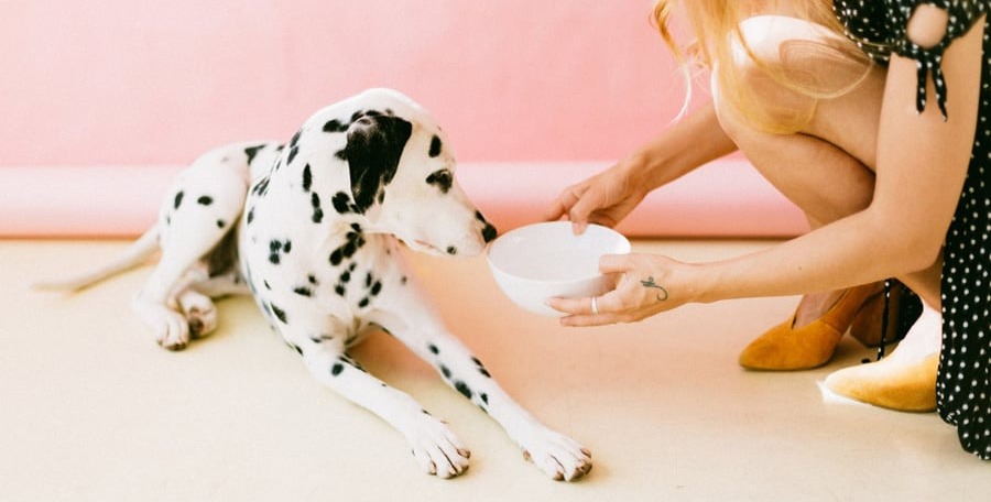 How Much Should I Feed My Dog?