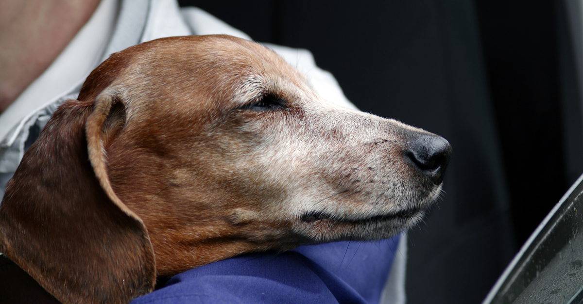 Myth Busting: Older Dogs Need More Protein, Not Less. Here’s One Easy Way To Give It.