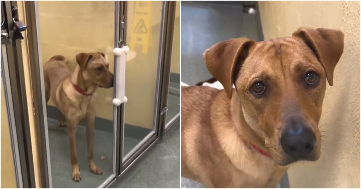 Dog Returned To Shelter Three Times For Being ‘Needy’ Still Seeks A Home