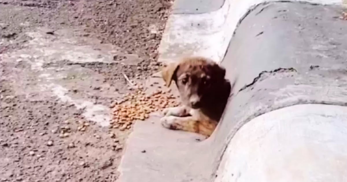 Guy Drove Past Puppy In A Curb, Turned Around When No One Stopped