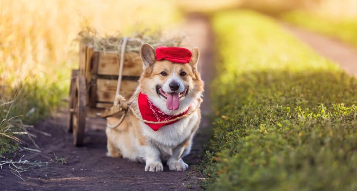 10 Dog Breeds That Love To Take Care Of Their Humans