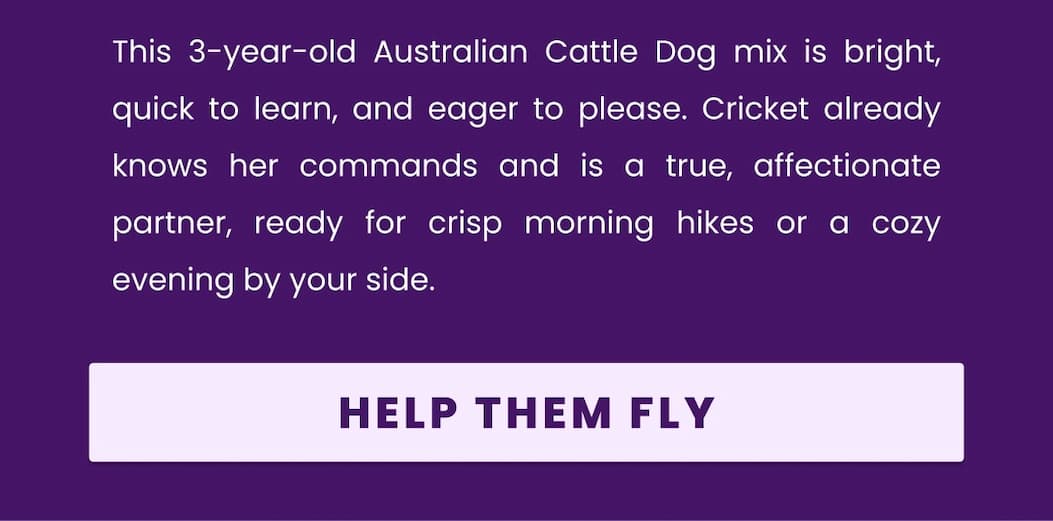 This 3-year-old Australian Cattle Dog mix is bright, quick to learn, and eager to please. Cricket already knows her commands and is a true, affectionate partner, ready for crisp morning hikes or a cozy evening by your side. - HELP THEM FLY
