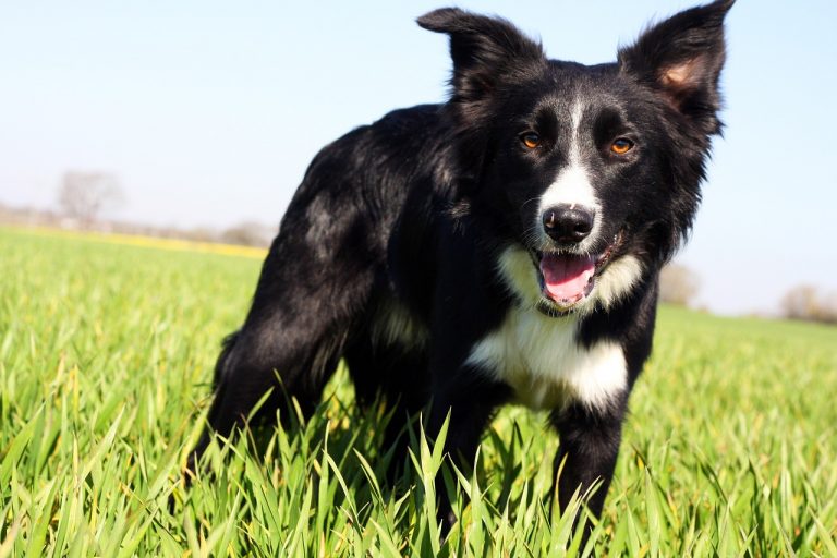 10 Dog Breeds Most Likely to Outsmart Their Owners