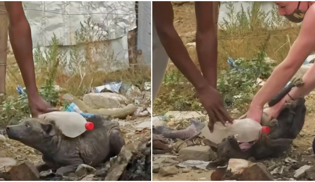 Man Holds Down “Stone” Dog With Bottle, Snarls & Snaps Unaware Of His Intent