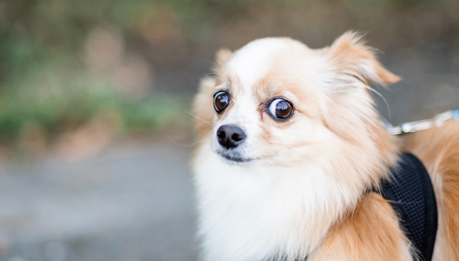 CBD Oil for Dogs Stress: Does It Actually Work?