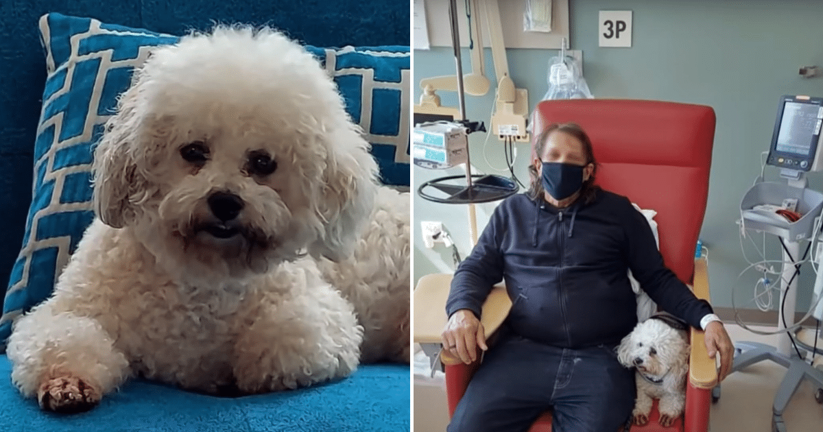 Woman Refuses to Return Service Dog And the Internet’s In An Uproar