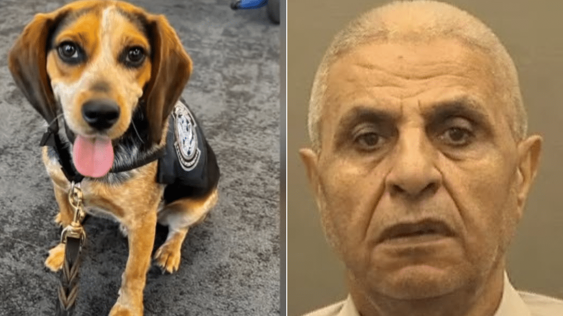 Man Violently Kicks Freddie (US Customs) Beagle So Hard That He Went Airborne, Charged By Authorities