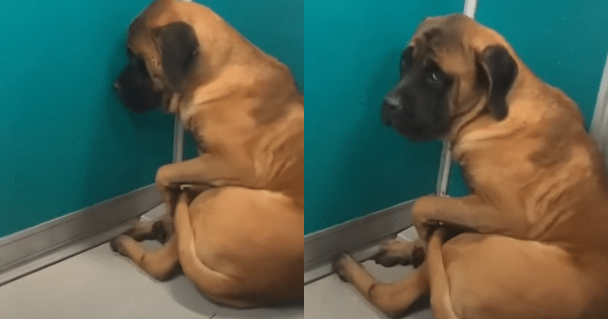 Mastiff Hides in Fear for Weeks Until Woman’s Care Brings Her Out The Corner
