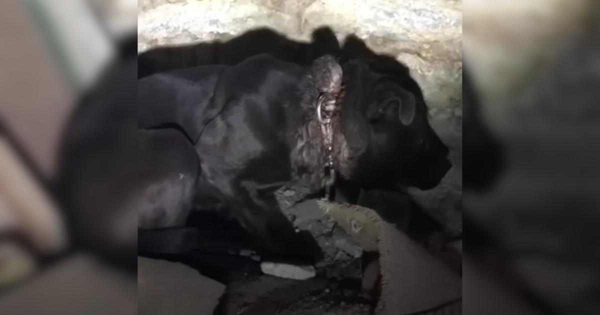 Rescuers Say This Was the Worst Embedded Collar Case They’d Seen