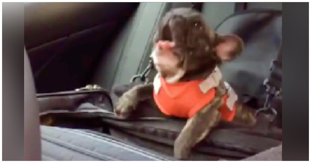 Owner Put Frenchie In Car Seat And Decided To Throw The Biggest Temper Tantrum