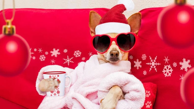 Give the Gift of Love: Our Holiday Gift Guide Feeds Shelter Dogs with Every Purchase 🥰🍖