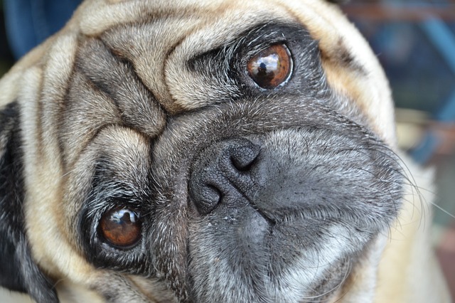 The Complete Natural Remedies Guide For Itchy Dogs And Dogs With Allergic Skin Reactions