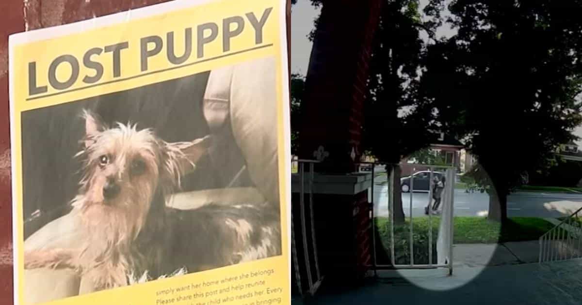 9-Year-Old Girl With Autism Pleads for Return of Her Stolen Service Dog