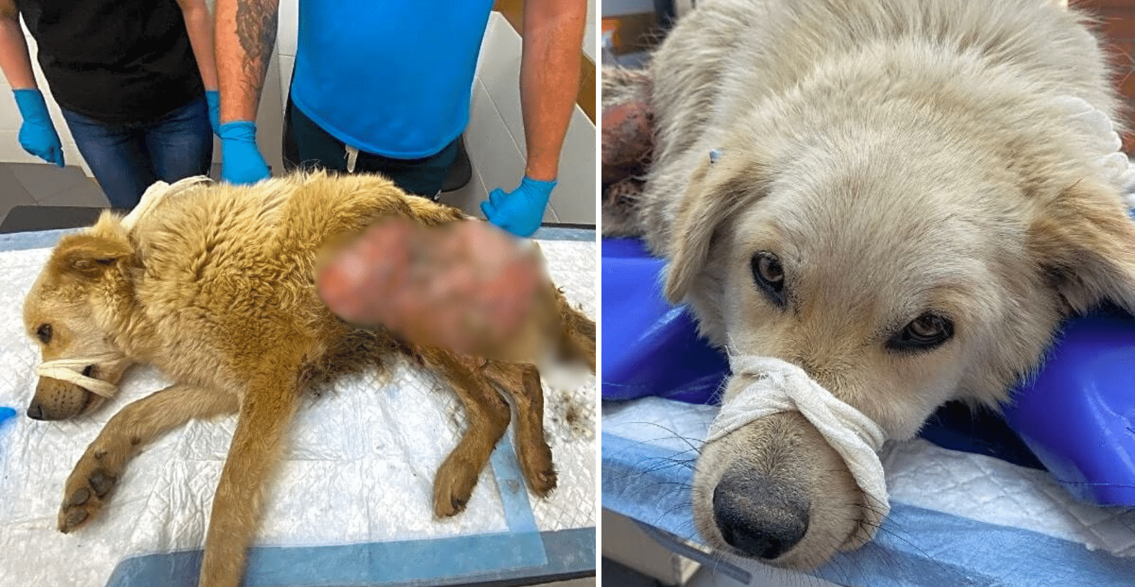 Belyash Suffered Outside For Weeks After Being Hit By A Car