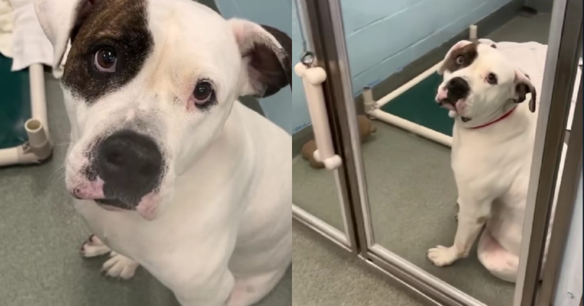 Sweet Shelter Dog Waits by the Door, Hoping for a Family to Find Him