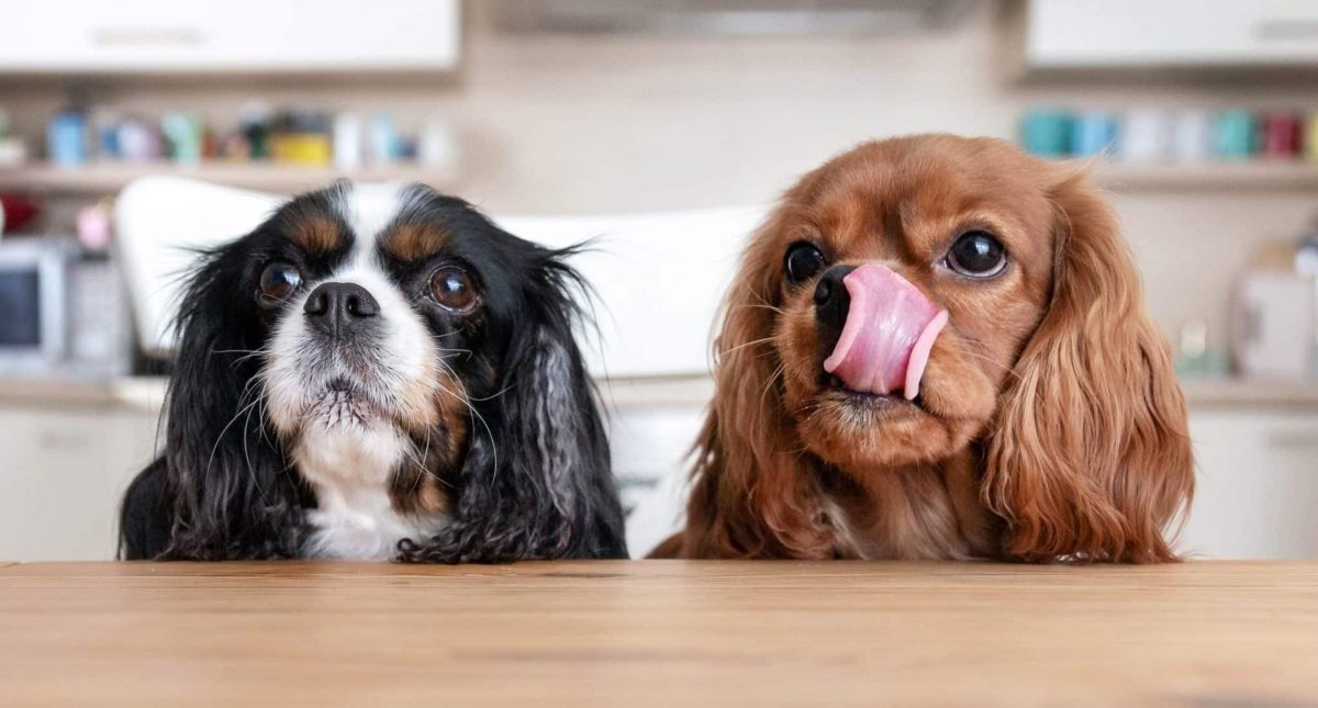 Less Is More: 15 Purely Delicious Single-Ingredient Dog Treats