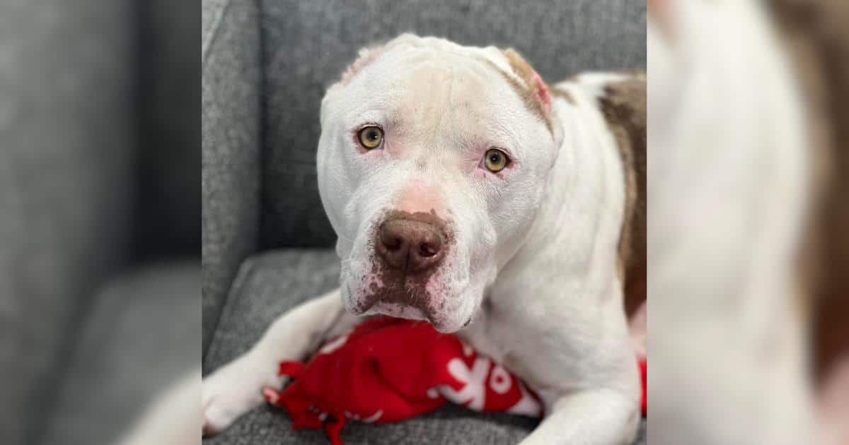 A Pair of Crocheted Ears Helped This Pittie Finally Get Noticed
