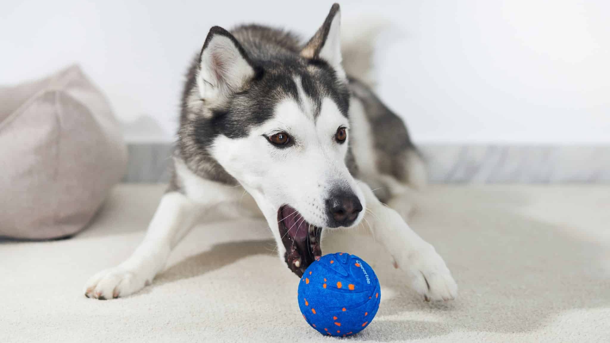 Is Your Dog Bouncing Off the Walls? Try This.