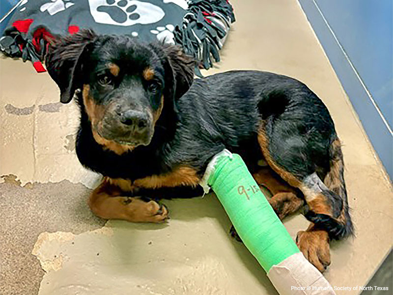 Dog with a broken leg looking at camera.