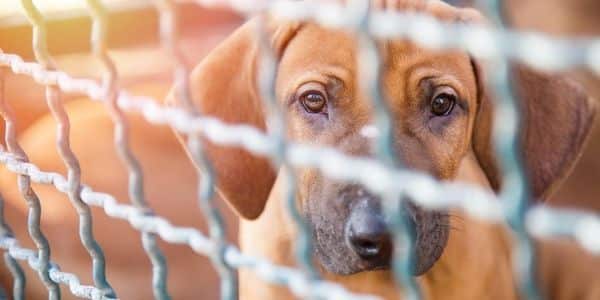 Litters of Puppies Were Starving in This Dog Breeder's Home