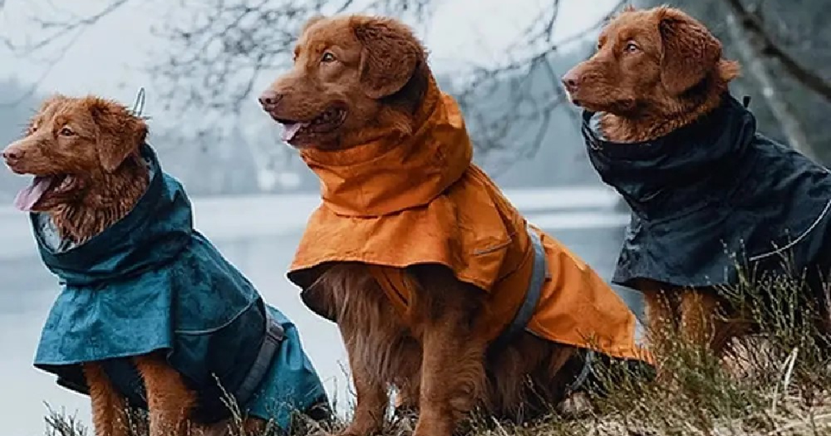 20 Best Raincoats For Dogs